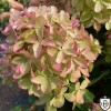 Hydrangea paniculata 'Whitelight' - Aedhortensia 'Whitelight' C5/5L
